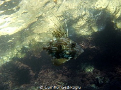 Zeus faber
JOHN DORY by Cumhur Gedikoglu 